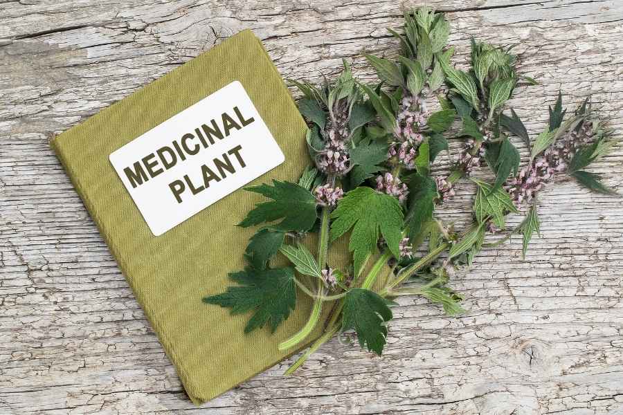 Un livre vert avec une étiquette indiquant l'utilisation des plantes médicinales repose sur une table en bois aux côtés de végétaux frais.